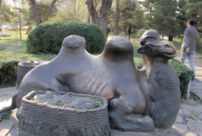 公園里的純銅鑄造駱駝，臥地休息的駱駝銅雕